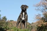 CANE CORSO 974